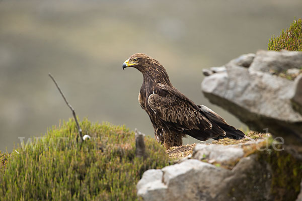 Savannenadler (Aquila rapax)