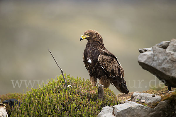 Savannenadler (Aquila rapax)