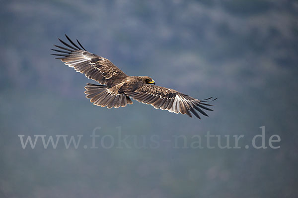 Savannenadler (Aquila rapax)