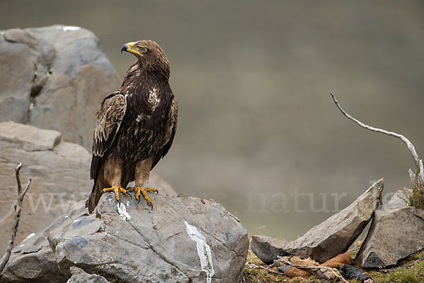 Savannenadler (Aquila rapax)