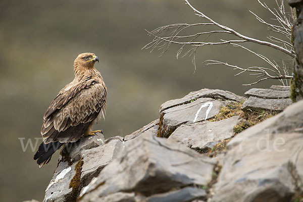 Savannenadler (Aquila rapax)