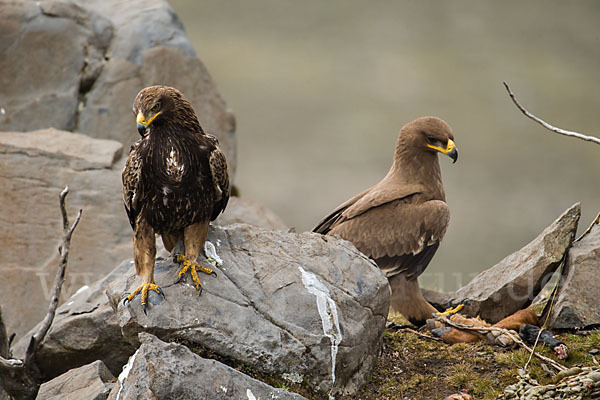 Savannenadler (Aquila rapax)