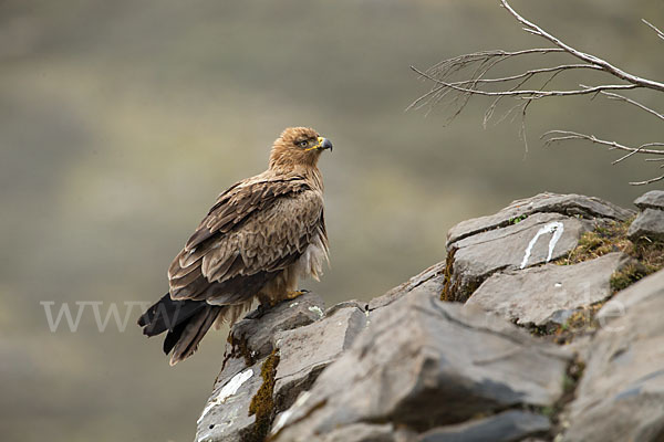 Savannenadler (Aquila rapax)