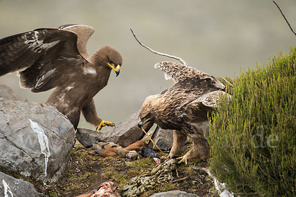 Savannenadler (Aquila rapax)