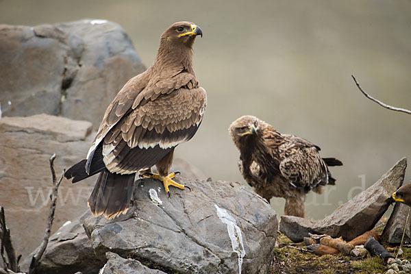 Savannenadler (Aquila rapax)