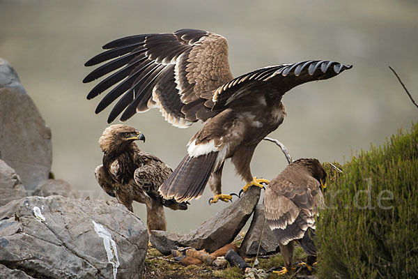 Savannenadler (Aquila rapax)