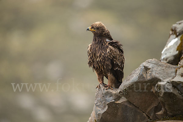 Savannenadler (Aquila rapax)