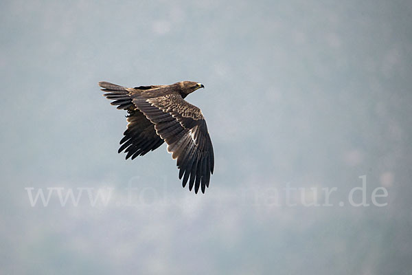 Savannenadler (Aquila rapax)