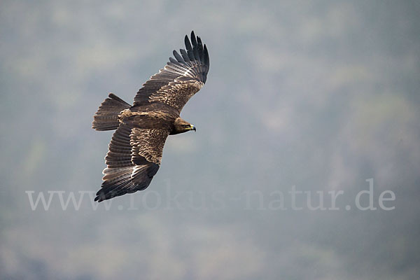 Savannenadler (Aquila rapax)