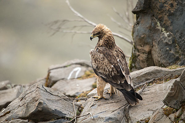 Savannenadler (Aquila rapax)