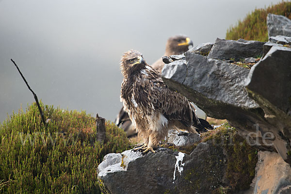 Savannenadler (Aquila rapax)