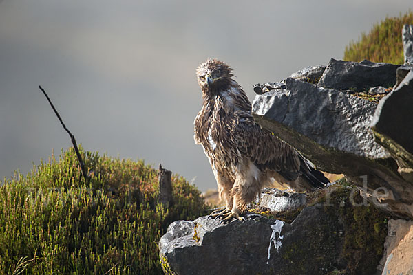 Savannenadler (Aquila rapax)