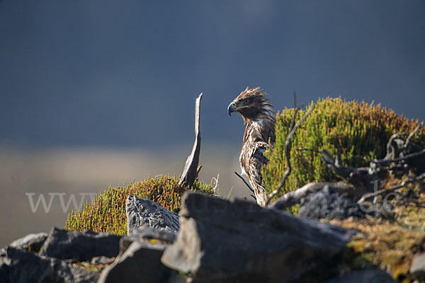 Savannenadler (Aquila rapax)