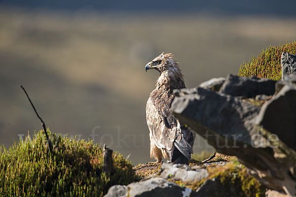 Savannenadler (Aquila rapax)