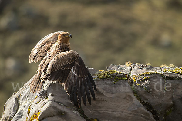 Savannenadler (Aquila rapax)