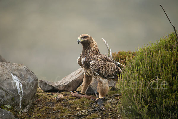 Savannenadler (Aquila rapax)