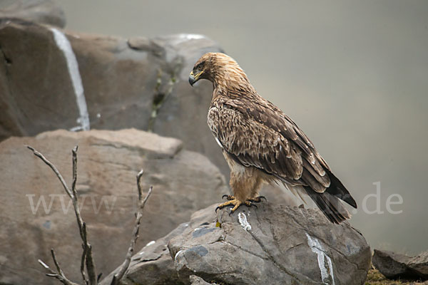 Savannenadler (Aquila rapax)