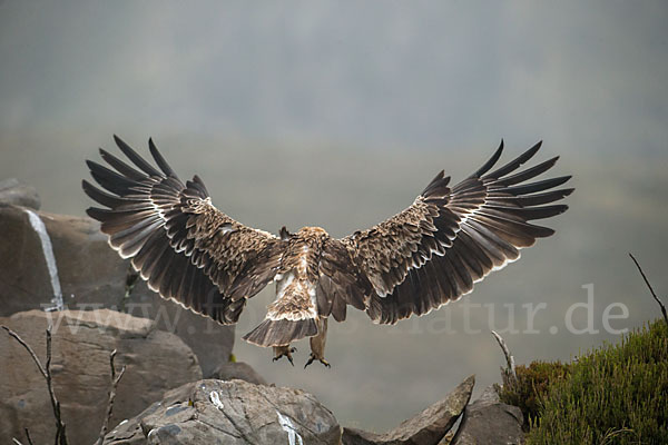 Savannenadler (Aquila rapax)