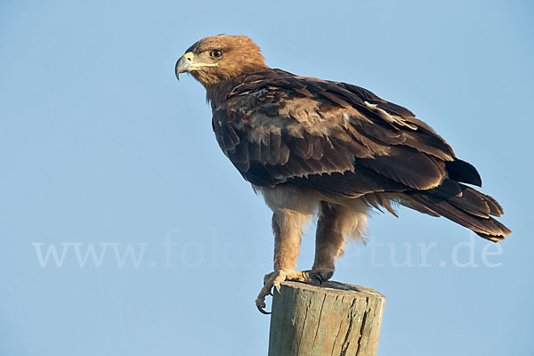 Savannenadler (Aquila rapax)