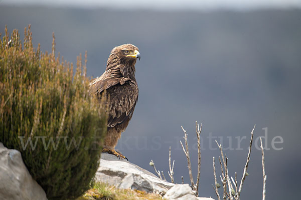 Savannenadler (Aquila rapax)