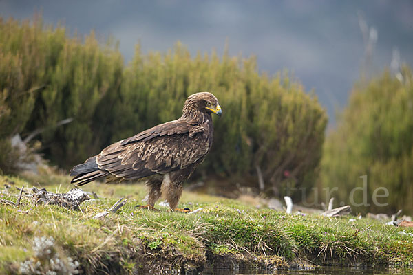 Savannenadler (Aquila rapax)