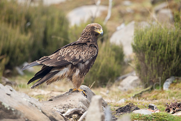 Savannenadler (Aquila rapax)