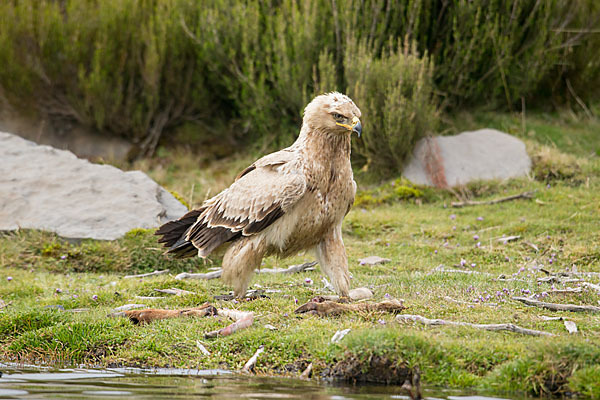 Savannenadler (Aquila rapax)