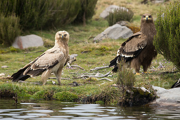 Savannenadler (Aquila rapax)