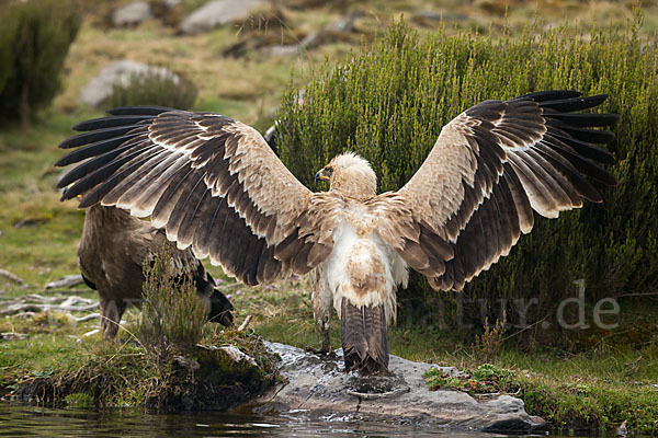 Savannenadler (Aquila rapax)