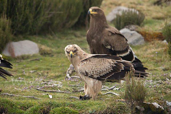 Savannenadler (Aquila rapax)