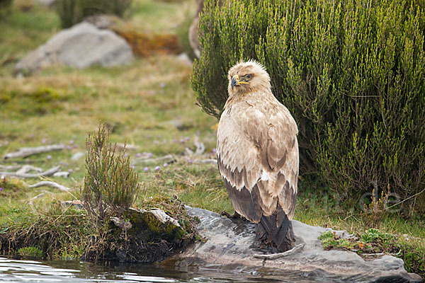 Savannenadler (Aquila rapax)