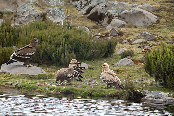 Savannenadler (Aquila rapax)