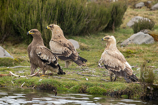 Savannenadler (Aquila rapax)