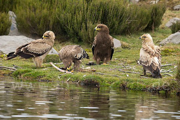 Savannenadler (Aquila rapax)