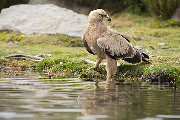 Savannenadler (Aquila rapax)