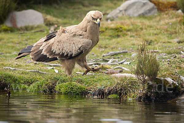 Savannenadler (Aquila rapax)