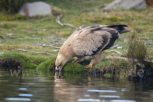 Savannenadler (Aquila rapax)