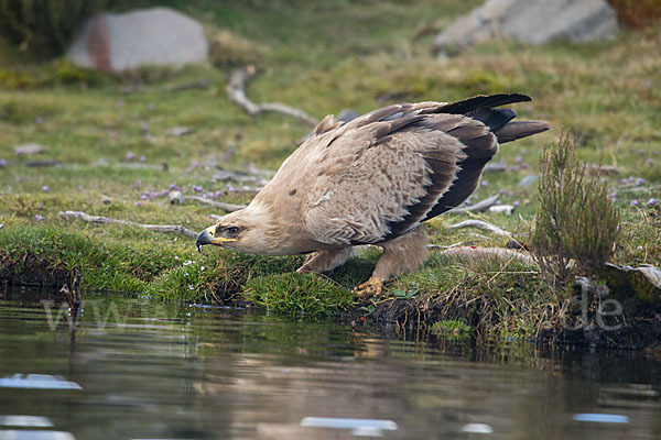 Savannenadler (Aquila rapax)