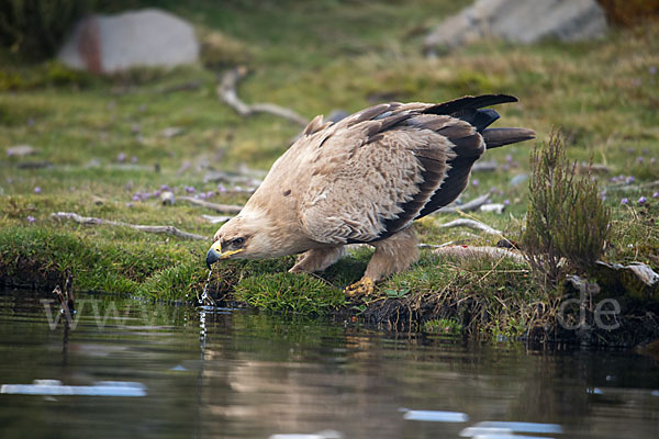 Savannenadler (Aquila rapax)