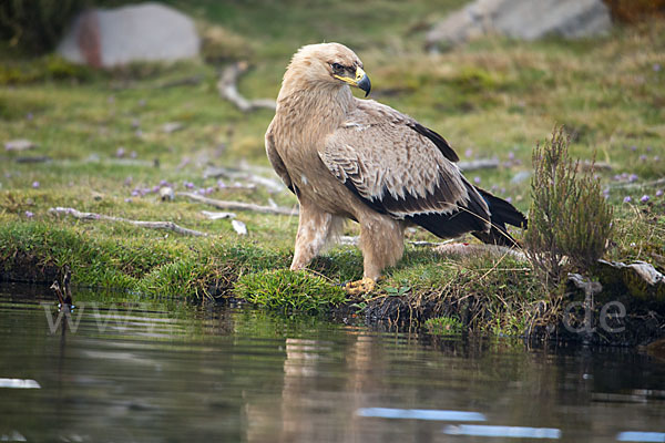 Savannenadler (Aquila rapax)