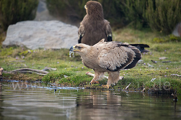 Savannenadler (Aquila rapax)