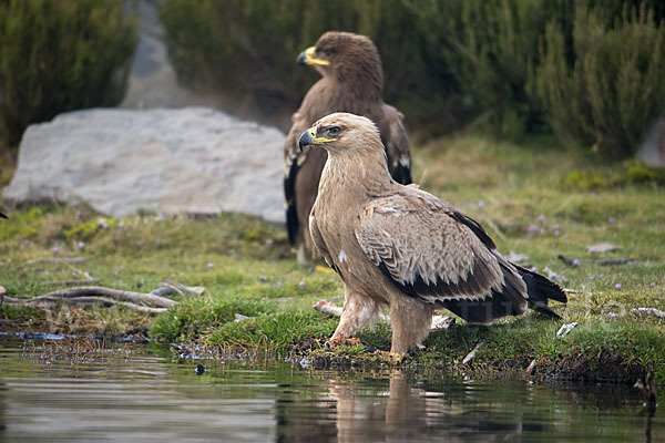 Savannenadler (Aquila rapax)