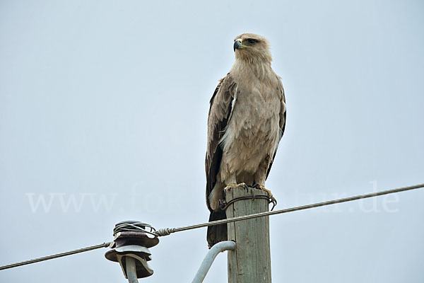 Savannenadler (Aquila rapax)