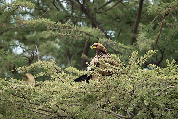 Savannenadler (Aquila rapax)