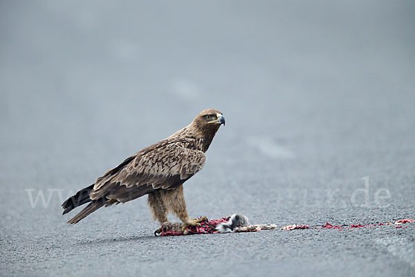 Savannenadler (Aquila rapax)