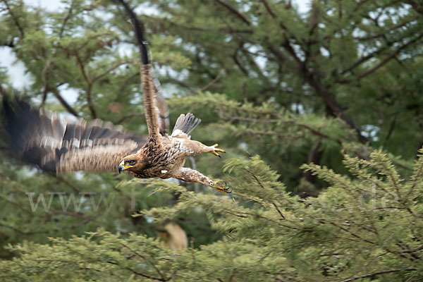 Savannenadler (Aquila rapax)