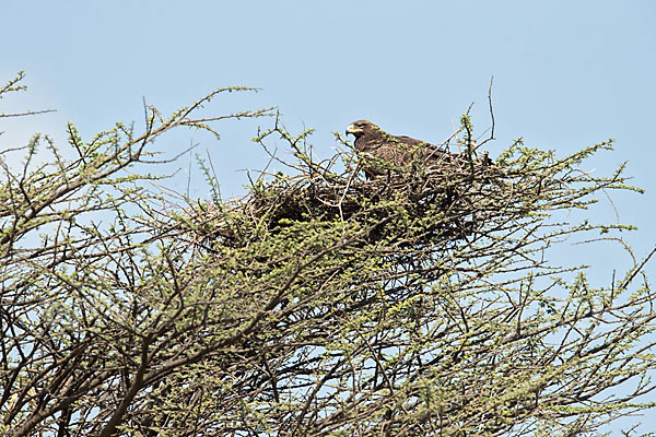 Savannenadler (Aquila rapax)