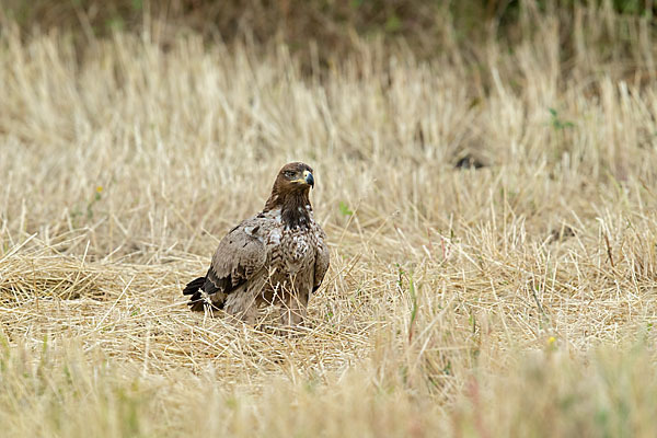 Savannenadler (Aquila rapax)