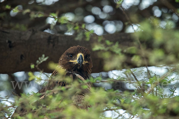 Savannenadler (Aquila rapax)