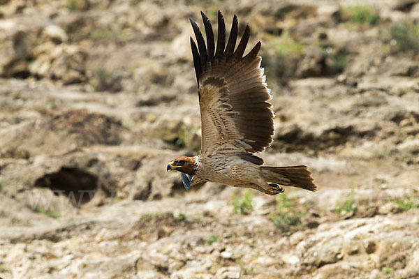 Savannenadler (Aquila rapax)